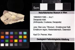 Foto (Objket + Etiketten) von Decapoda indet. 